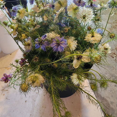 Flower Stems - Nigella