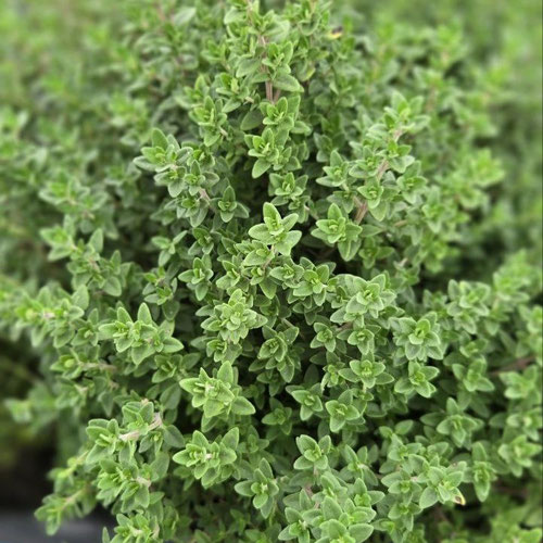 Thyme - German from Ironspring Orchard & Farm — Huntsville Food Hub