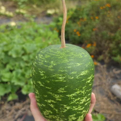 Fresh Gourd - Apple from Ironspring Orchard & Farm — Huntsville Food Hub