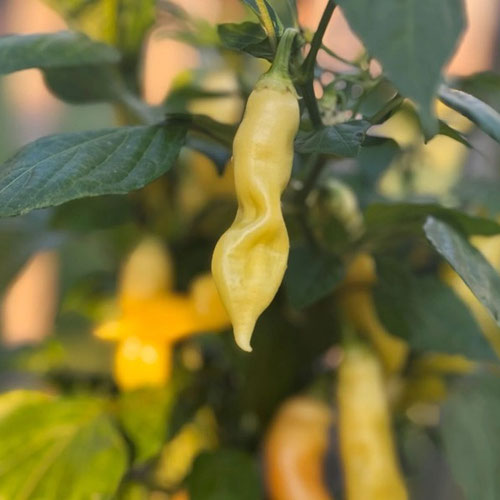 Peppers - Sugar Rush from Ironspring Orchard & Farm — Huntsville Food Hub
