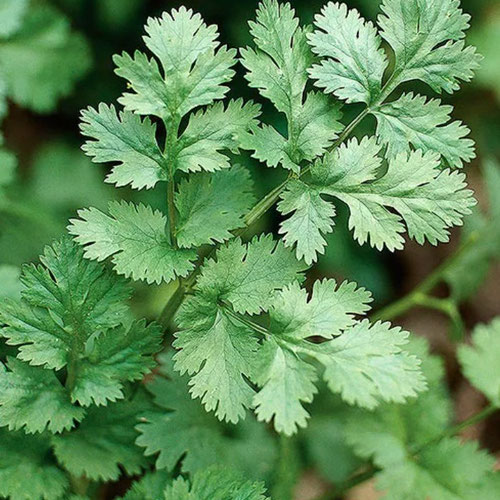 Cilantro