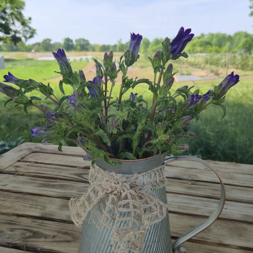 Bouquet - Campanula Purple