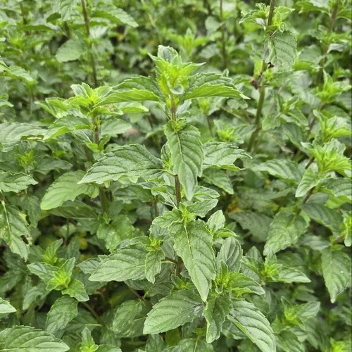 Mint - Spearmint