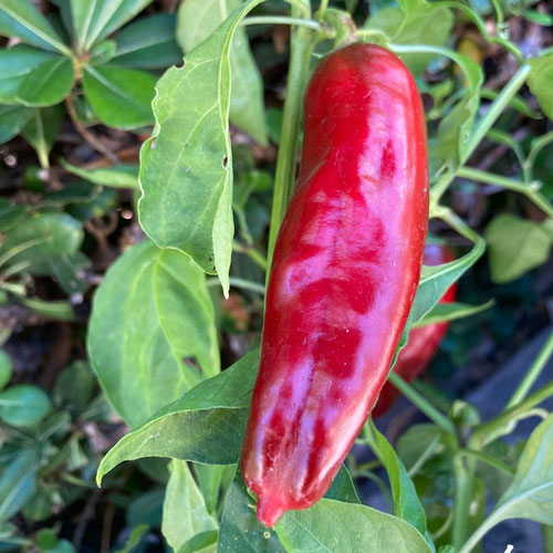 Peppers - Aleppo from Ironspring Orchard & Farm — Huntsville Food Hub