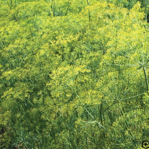 Dill - Bouquet from Ironspring Orchard & Farm — Huntsville Food Hub