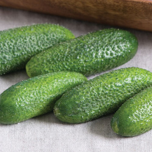 Cucumbers - Adam Gherkin from Ironspring Orchard & Farm — Huntsville Food Hub