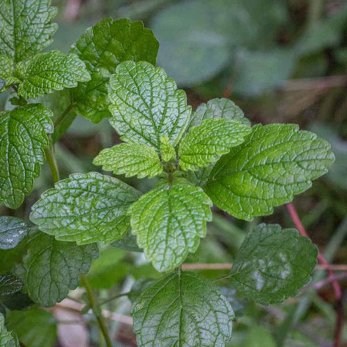 Lemon Balm from Ironspring Orchard & Farm — Huntsville Food Hub