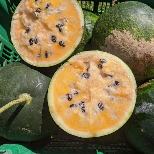 Watermelon - Cekirdegi Oyali from Ironspring Orchard & Farm — Huntsville Food Hub