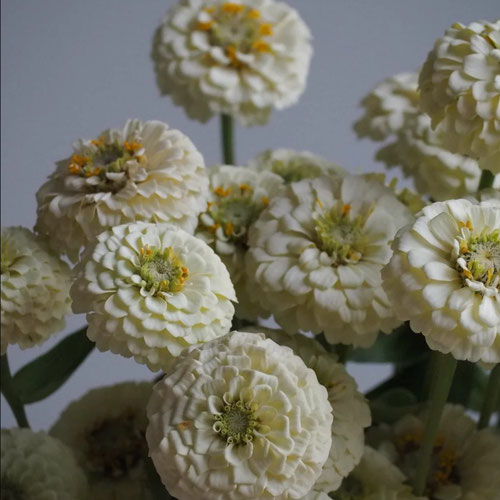 Flower Stems - Oklahoma Zinnia from Ironspring Orchard & Farm — Huntsville Food Hub