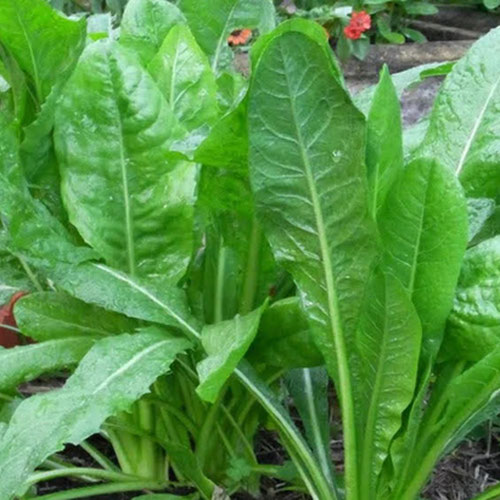 Greens - Chicory