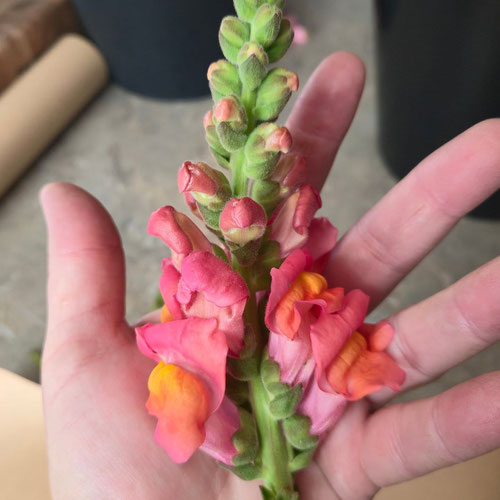 Flower Stems - Snapdragons