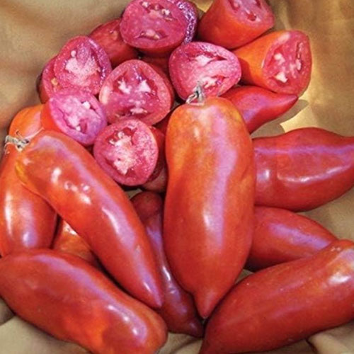 Tomatoes - Jersey Devil from Ironspring Orchard & Farm — Huntsville Food Hub