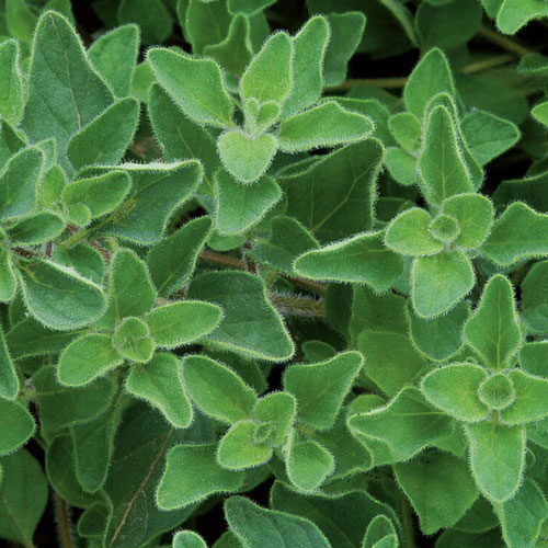 Oregano - Greek from Ironspring Orchard & Farm — Huntsville Food Hub