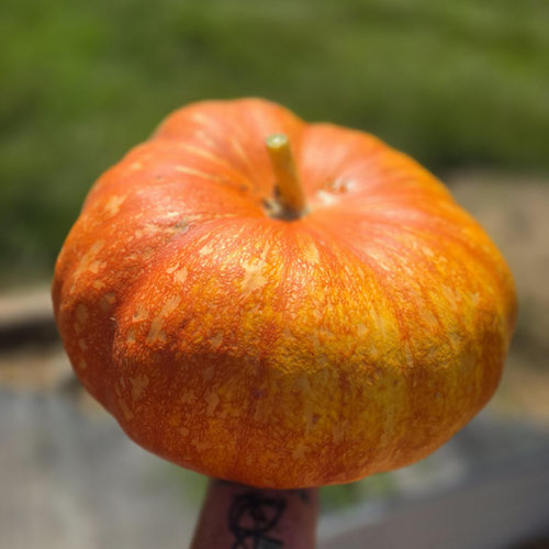 Pumpkin - Cinderella from Ironspring Orchard & Farm — Huntsville Food Hub