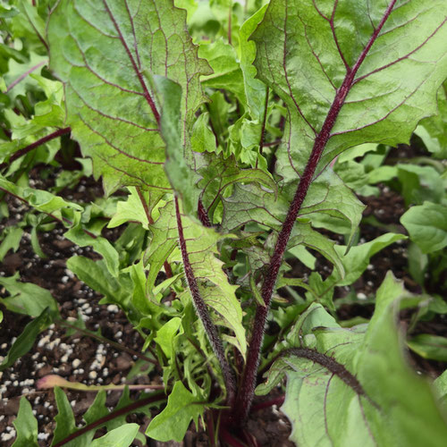 Greens - Italiko Rosso Dandelion