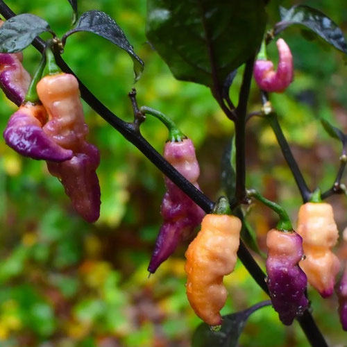 Peppers - Pink Tiger from Ironspring Orchard & Farm — Huntsville Food Hub