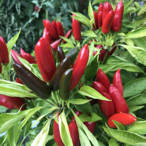 Peppers - Calabrian from Ironspring Orchard & Farm — Huntsville Food Hub