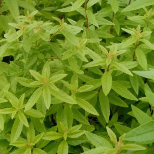 Lemon Verbena from Ironspring Orchard & Farm — Huntsville Food Hub