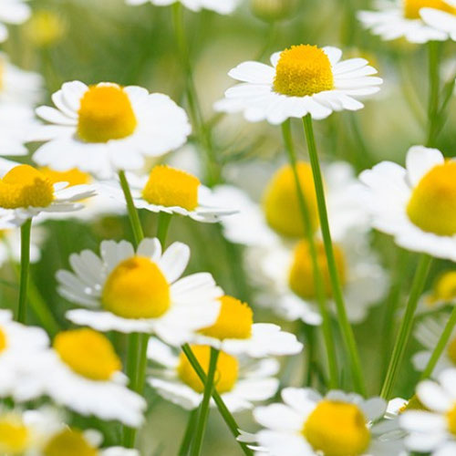 Chamomile - German from Ironspring Orchard & Farm — Huntsville Food Hub