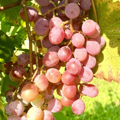 Grapes - Daytona Bunch from Ironspring Orchard & Farm — Huntsville Food Hub