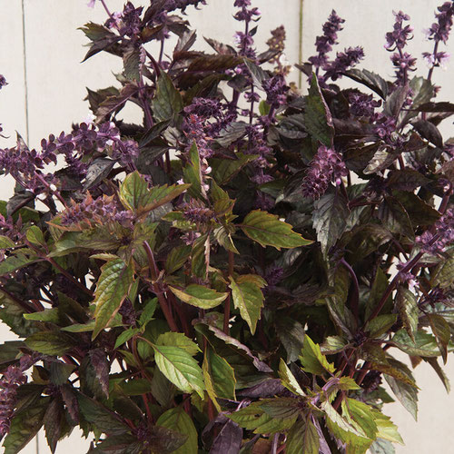 Basil - Aromatto