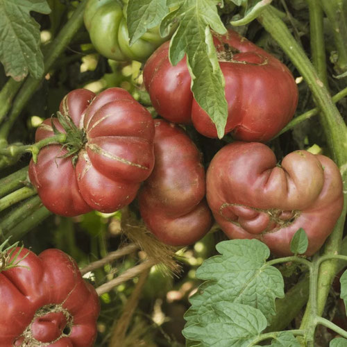 Tomatoes - Purple Calabash from Ironspring Orchard & Farm — Huntsville Food Hub