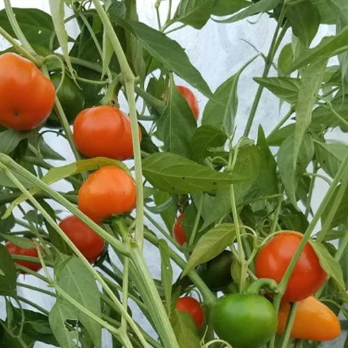 Peppers - Carrot Bomb from Ironspring Orchard & Farm — Huntsville Food Hub
