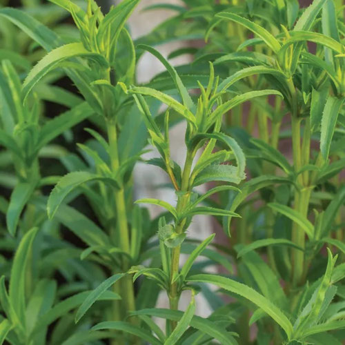 Tarragon - Mexican from Ironspring Orchard & Farm — Huntsville Food Hub