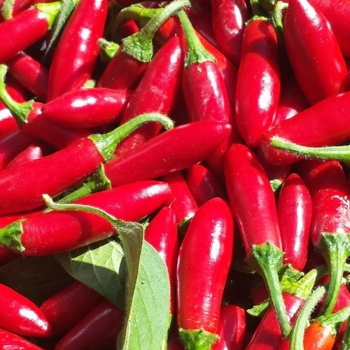 Peppers - Hidalgo Serrano from Ironspring Orchard & Farm — Huntsville Food Hub