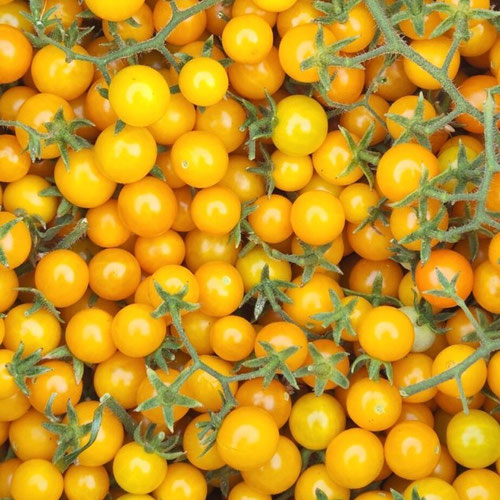 Tomatoes - Tim's Taste of Paradise from Ironspring Orchard & Farm — Huntsville Food Hub