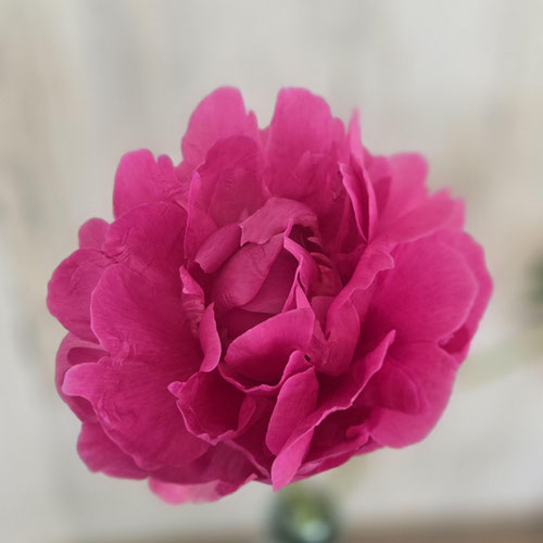 Flower Stems - Peony Fuschia