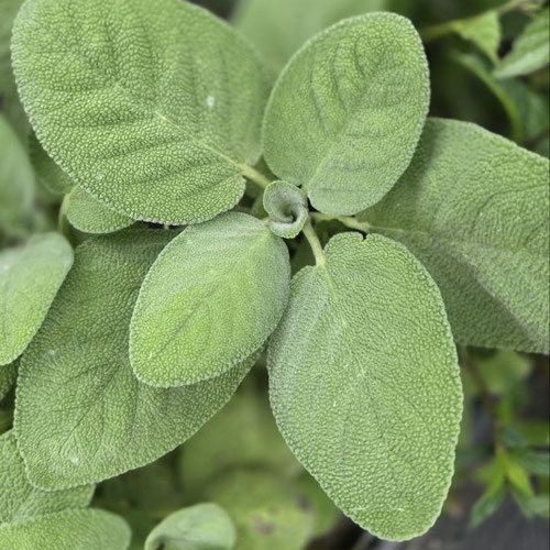 Sage - Broad Leaf