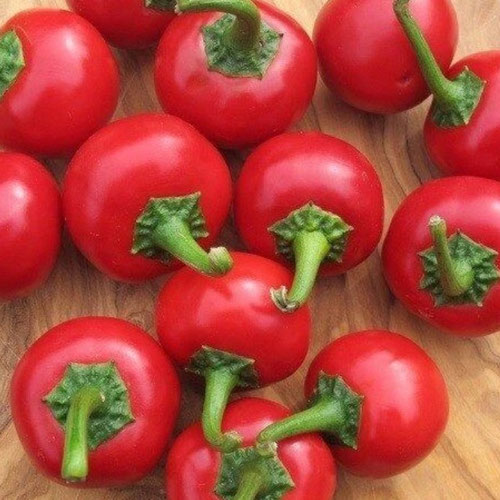 Peppers - Cascabel from Ironspring Orchard & Farm — Huntsville Food Hub