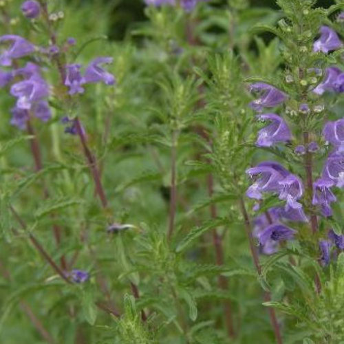 Moldavian Balm from Ironspring Orchard & Farm — Huntsville Food Hub