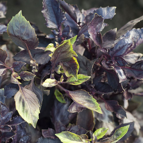 Basil - Dark Purple Opal