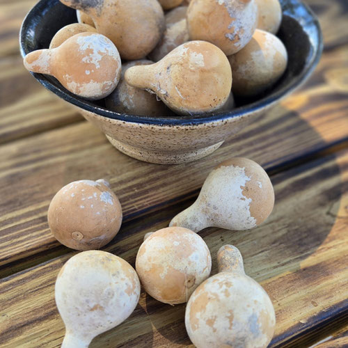 Dried Gourd - Spinning Gourds