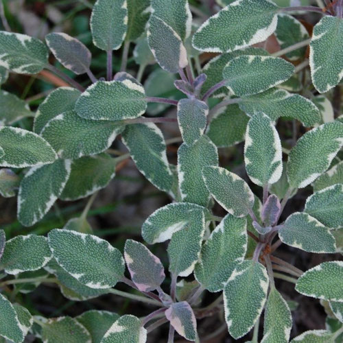 Sage - Tricolor from Ironspring Orchard & Farm — Huntsville Food Hub