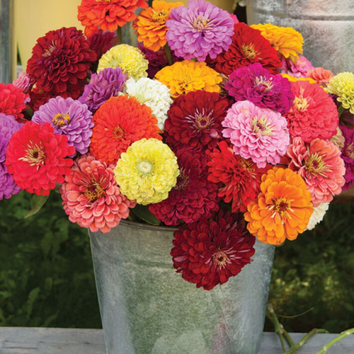 Flower Stems - Benary's Giant Zinnia from Ironspring Orchard & Farm — Huntsville Food Hub