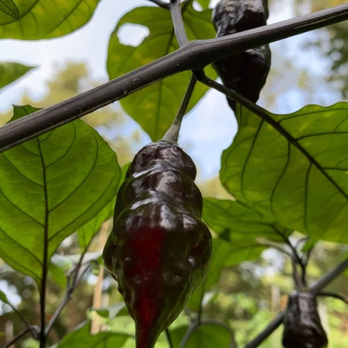 Peppers - Black Bastard from Ironspring Orchard & Farm — Huntsville Food Hub