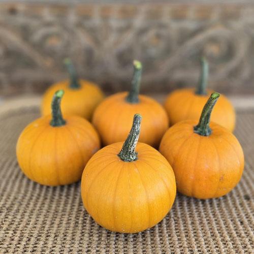 Pumpkin - Baby Bear from Ironspring Orchard & Farm — Huntsville Food Hub