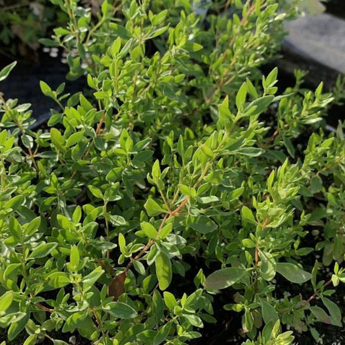 Oregano - Southwestern from Ironspring Orchard & Farm — Huntsville Food Hub