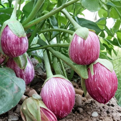 Eggplant - Rosa Bianca from Ironspring Orchard & Farm — Huntsville Food Hub