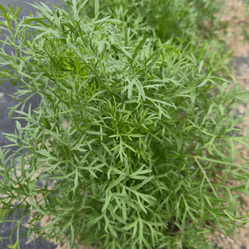 Cilantro - Frilled