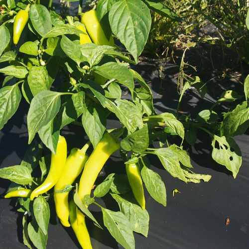 Peppers - Goddess from Ironspring Orchard & Farm — Huntsville Food Hub