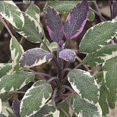 Herb Sampler - Sage from Ironspring Orchard & Farm — Huntsville Food Hub
