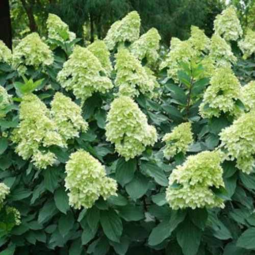 Flower Stems - Hydrangea from Ironspring Orchard & Farm — Huntsville Food Hub