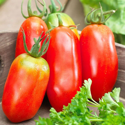 Tomatoes - San Marzano from Ironspring Orchard & Farm — Huntsville Food Hub