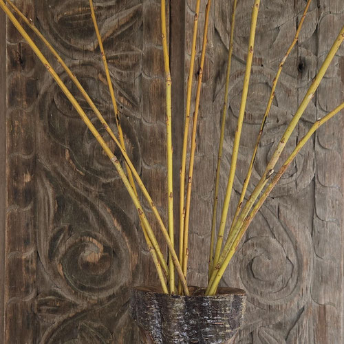 Willow Withies - Gold from Ironspring Orchard & Farm — Huntsville Food Hub