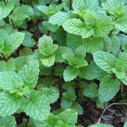 Mint - Kentucky Colonel from Ironspring Orchard & Farm — Huntsville Food Hub