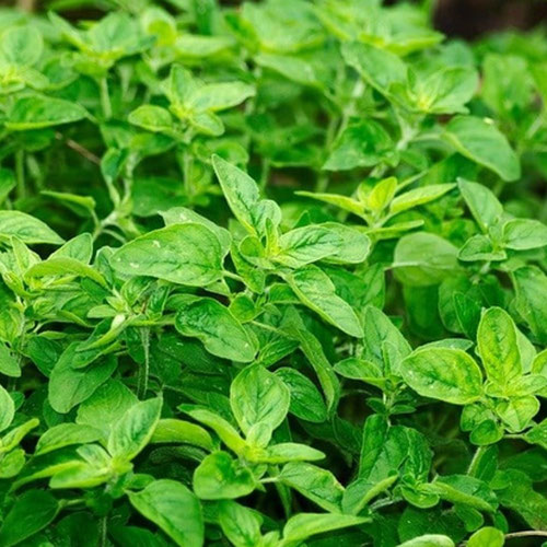 Oregano - Italian from Ironspring Orchard & Farm — Huntsville Food Hub
